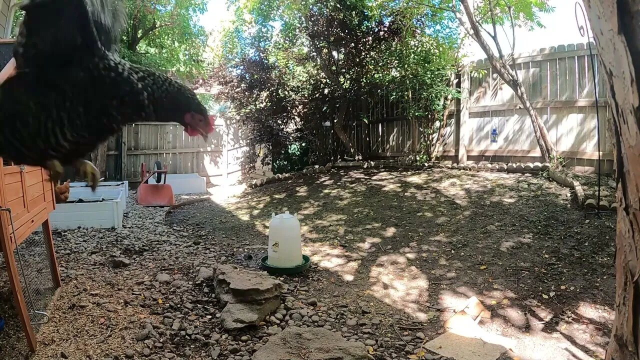 My Backyard Chickens - Episode 104