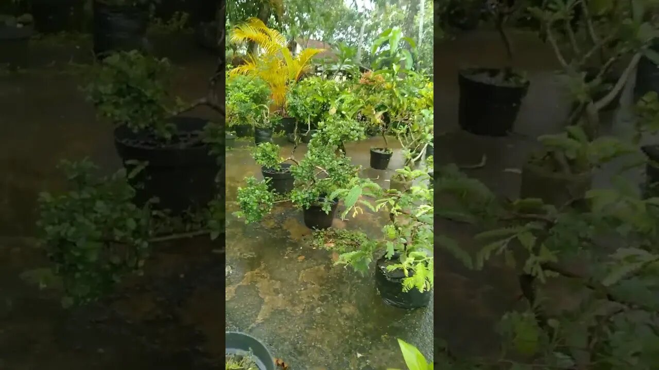 Tamarind, Namnam and Kemuning Bonsai Trees