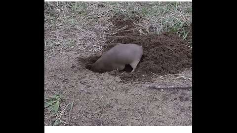 Rat Digging A Hole.