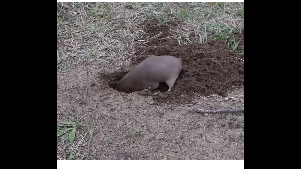 Rat Digging A Hole.