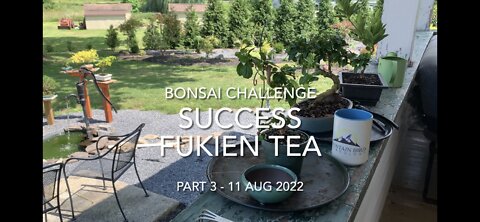 Fukien Tea Challenge Redux Part 3 #BonsaiChallenge