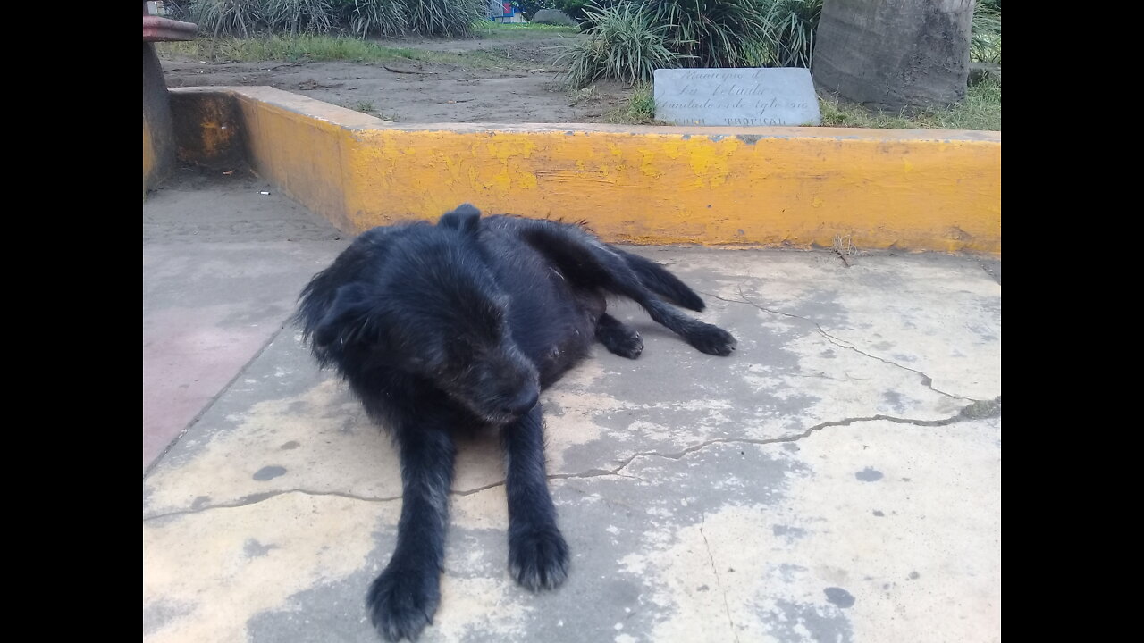 Splinter El perro