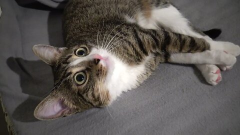 Kitten Stretches His Little Toes