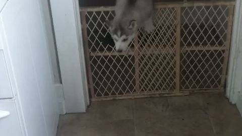 7-week-old puppy is an expert escape artist