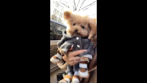 Funny Dog Video 🤣🤪 / #rumble #funnydognvideo