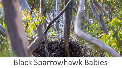 Black Sparrowhawk Babies!! Week 1