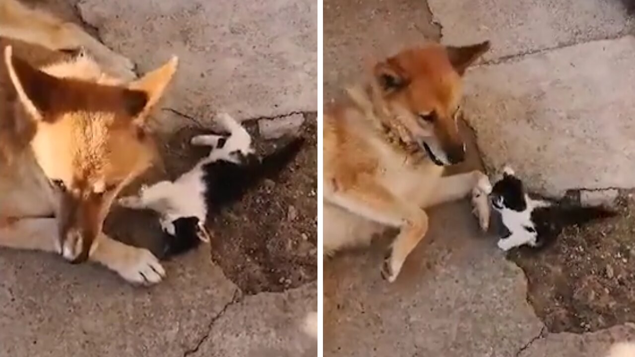 Elderly dog infatuated with new kitten best friend