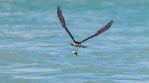 Osprey with Fish, Sony A1/Sony Alpha1, 4k