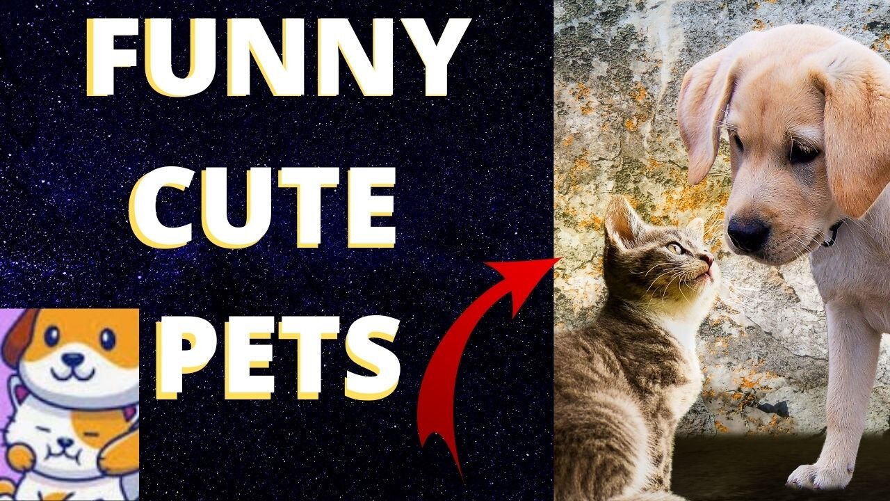 CUTE AND FUNNY KITTENS AND PUPPIES TO LAUGH