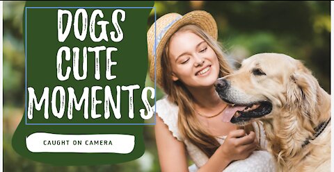 Cute dogs moments caught on camera