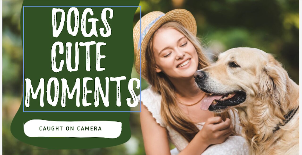 Cute dogs moments caught on camera