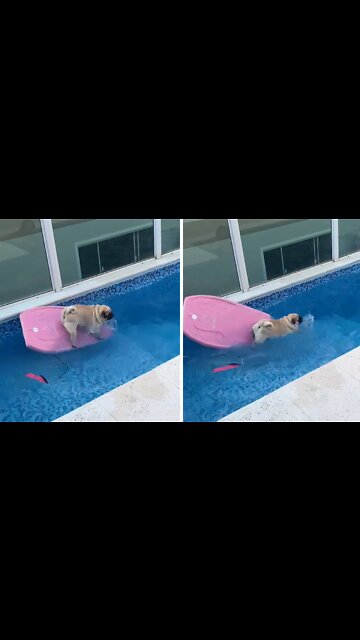 Pug Tries To Surf In Pool, Adorably Falls Into Water