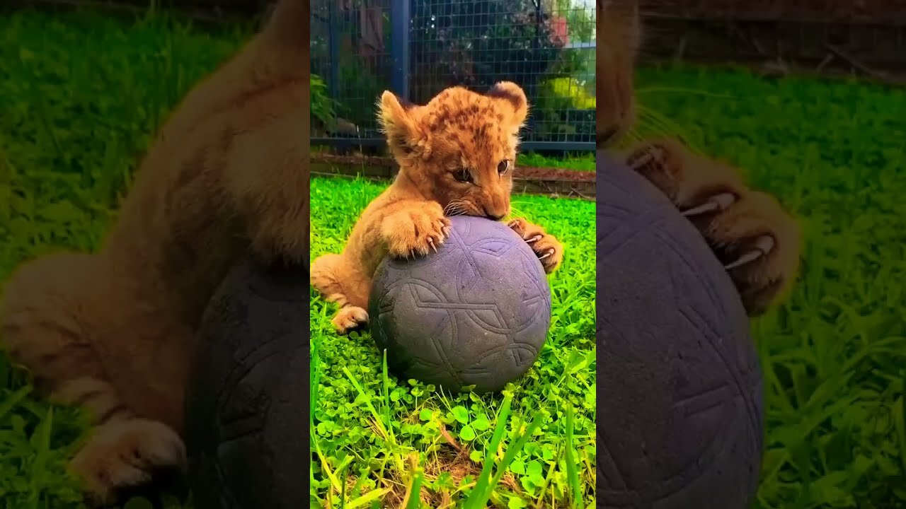 you love animals ? cute animals video | TikTok Compilations | #shorts #animals #tiktok