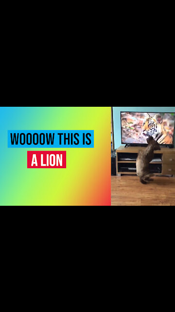 THESE DOGS ARE FEAR OF THE LION