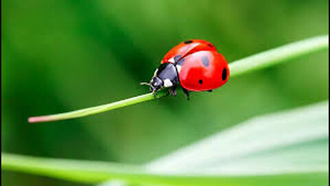 Ladybug family