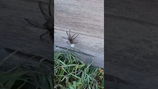 That Stupid Thing is HUGE