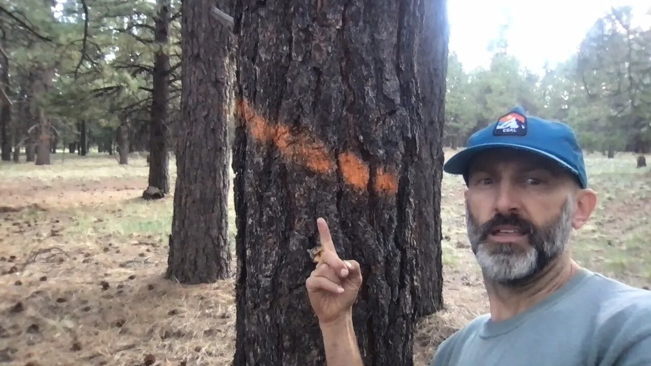 Why Do Trees In The Forest Have Paint Marks On Them?