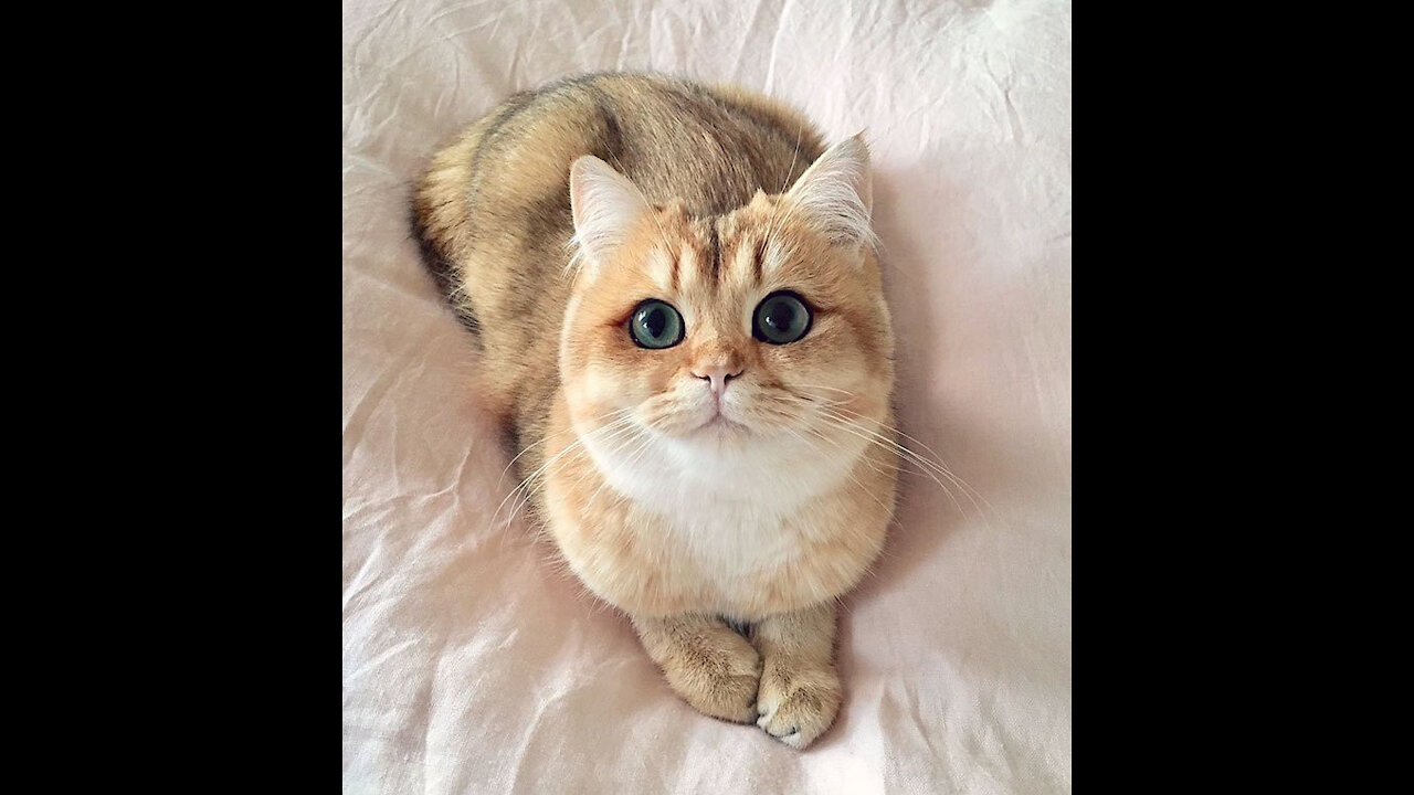 Cute Cats And Funny Cats moments