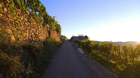 Sunrise At The Vineyard - ASMR Relaxing Virtual Nature Walk Country Road Sounds No Music