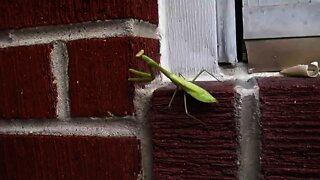 Boogie Down Mantis