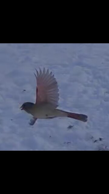 Glittery Winter Magic