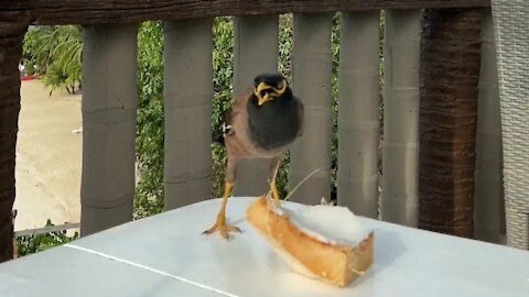 Little Bird Eating Coconut