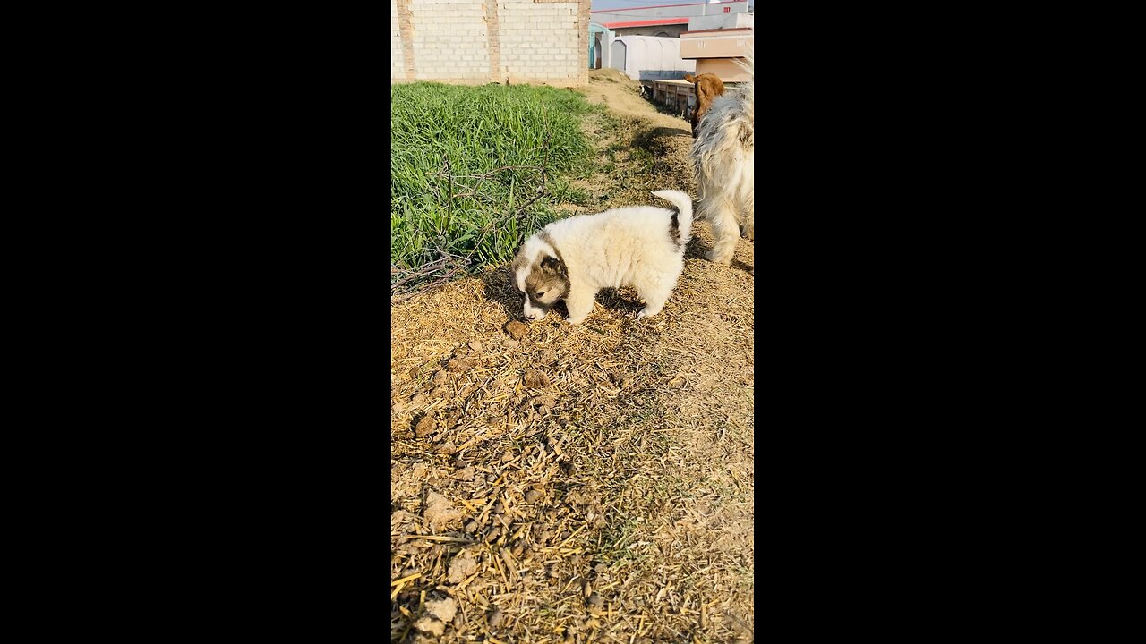 Cute puppy video like and share
