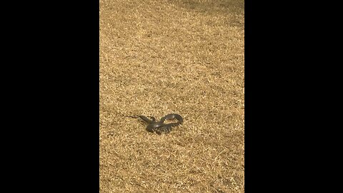 Snake in forest l Snake during tracking