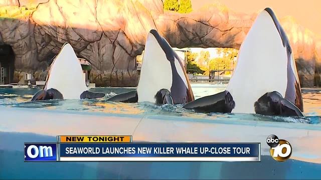 Seaworld launches Killer Whale Up-Close Tour