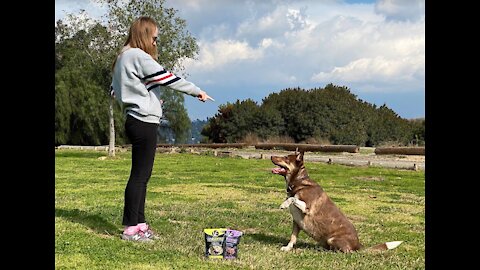 Dog training video lesson 1 have to touch your dog to sit drop