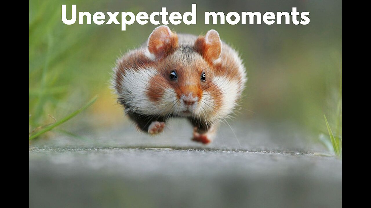 unexpected moments with animals #shorts