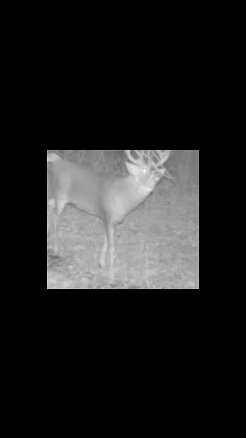 Huge nontypical buck aggressively works a scrape and licking branch with Buck Fire Raging Estrus