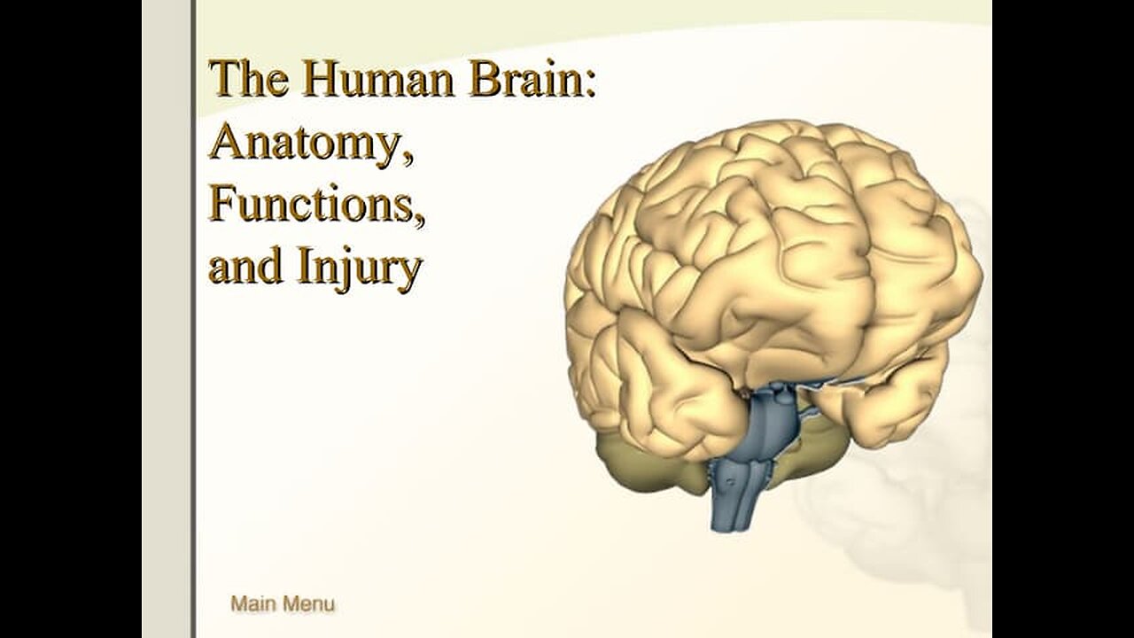 Human Brain 🧠