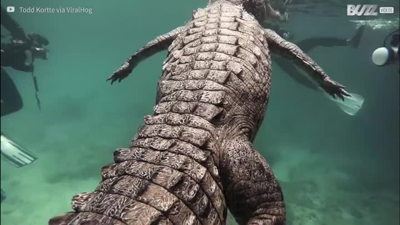 Il nage parmi les crocodiles géants aux Caraïbes