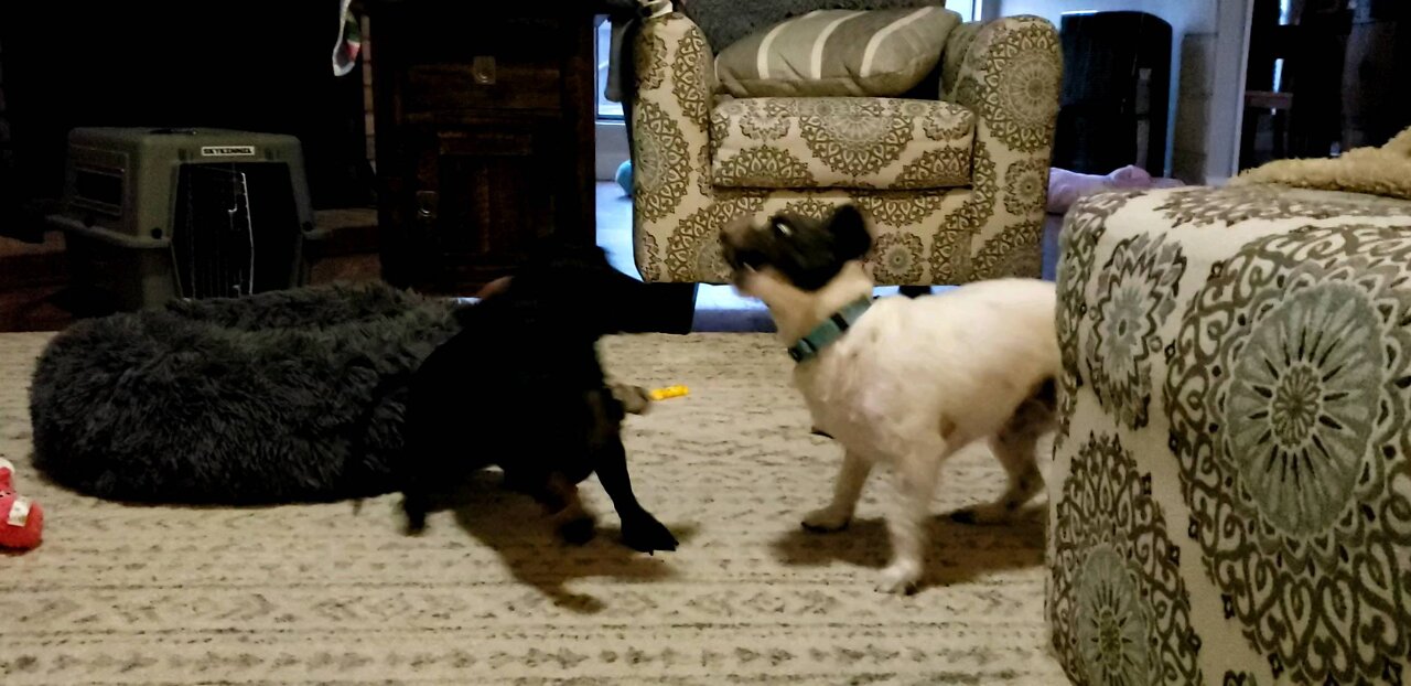 Tiny Dog Tussle
