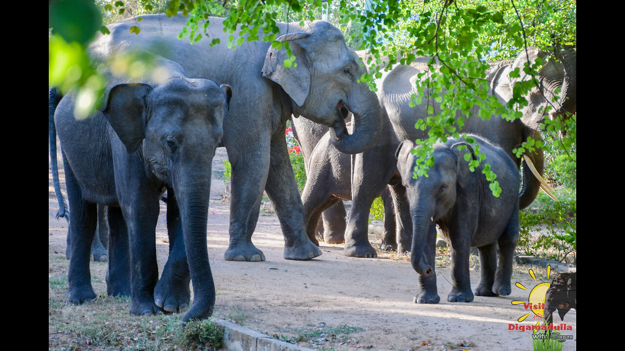 wild elephant srilanka video