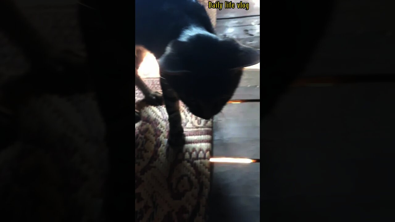 The cat loves to sleep everywhere