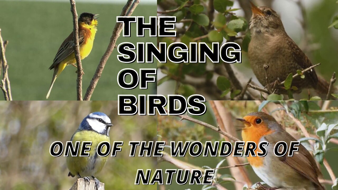 THE BEAUTIFUL CORNER OF THE BIRDS