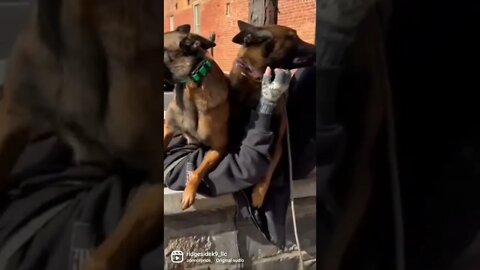 Malinois Keeping Momma Warm