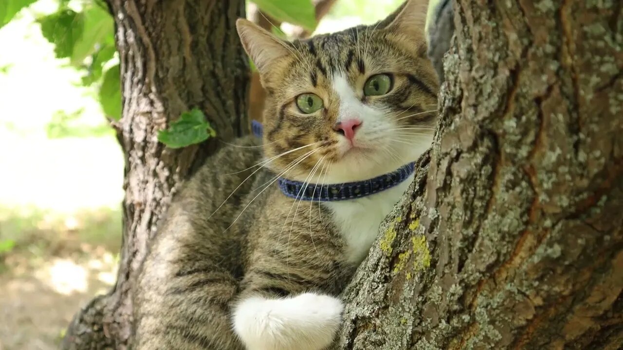 Evil Birds Tease the Poor Cat in the Tree