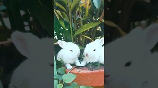 Cute Little White Bunny Rabbits Playing