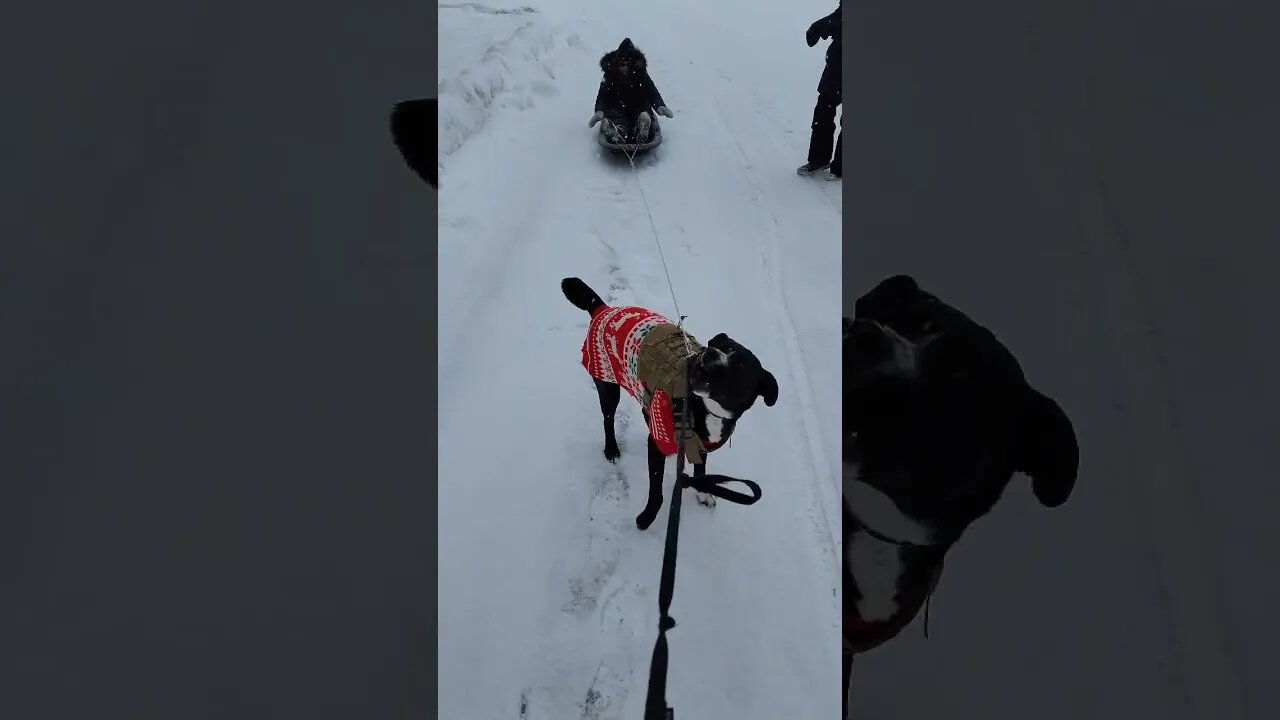 Trying To Get Her To Pull The Sled #shorts #youtubeshorts #winter