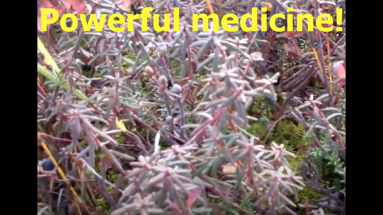 Edible and Useful Wild Plants of Alaska (Fall version)