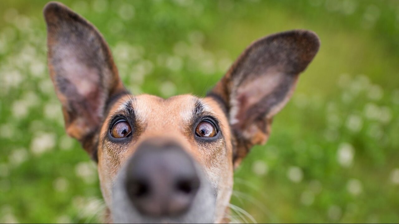 😃I recommend watching videos with funny animals