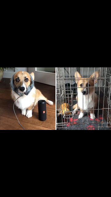 Cute corgi gets locked up in jail