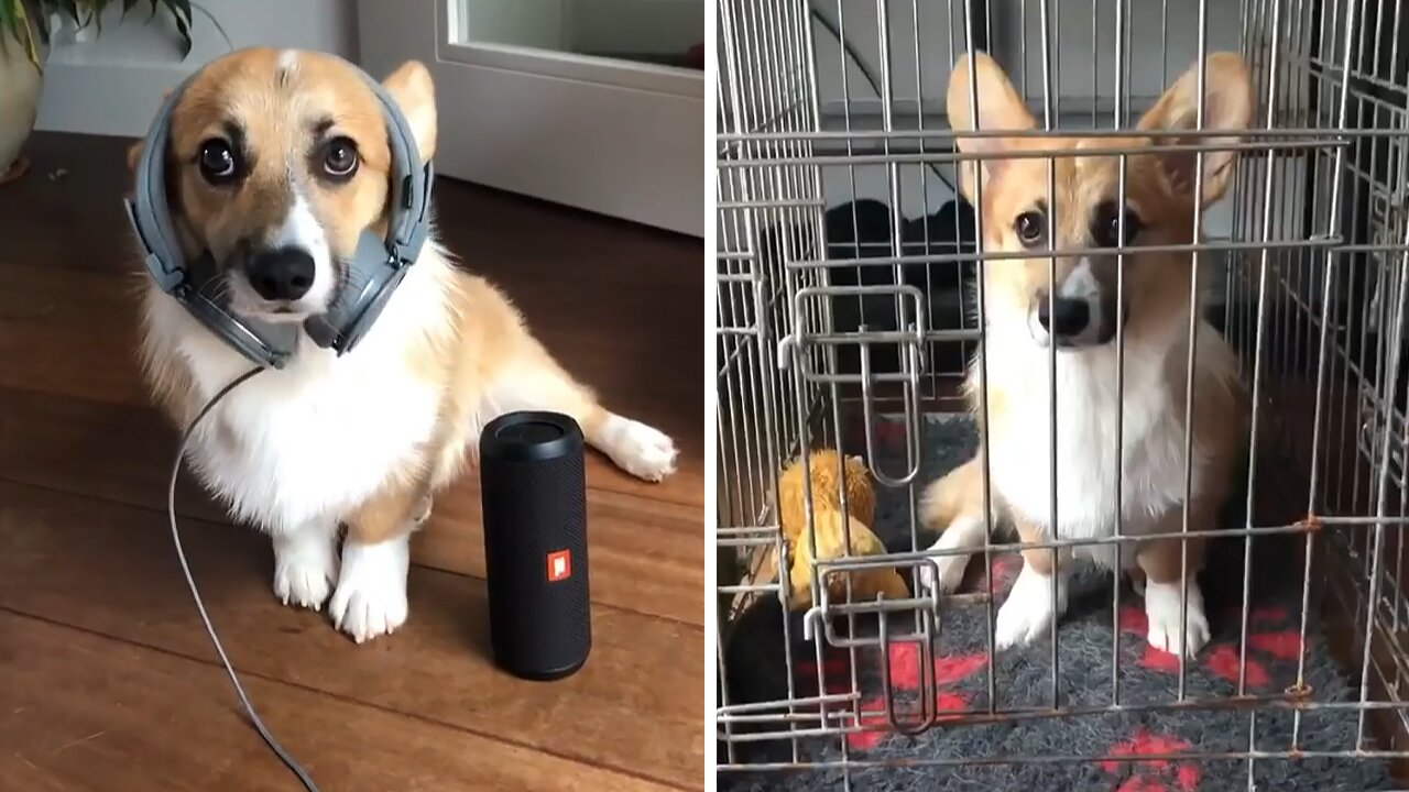 Cute corgi gets locked up in jail