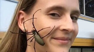 Conheça uma aranha extremamente amigável na Austrália!