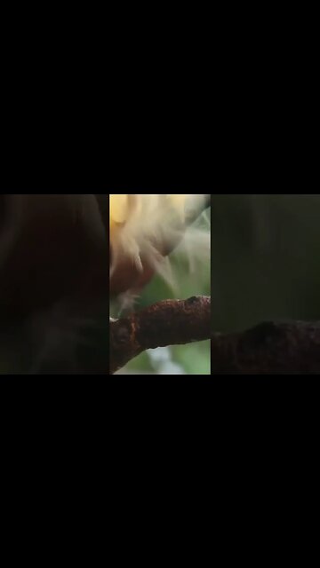 The greater Bird of the Paradise Dance