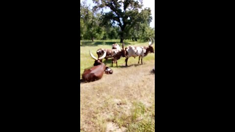 Ankole baby bull