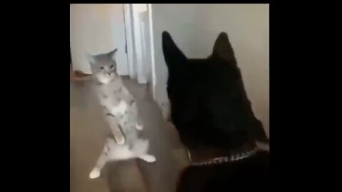 Dogs vs cat The cutest cats in the world - cute and beautiful kittens